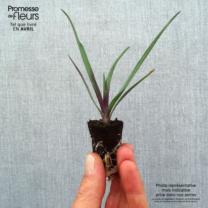 Exemplar von Tradescantia andersoniana JS Brainstorm - Dreimasterblume Mini-Plug Ø 1,5/2,5 cm wie im Frühjahr geliefert