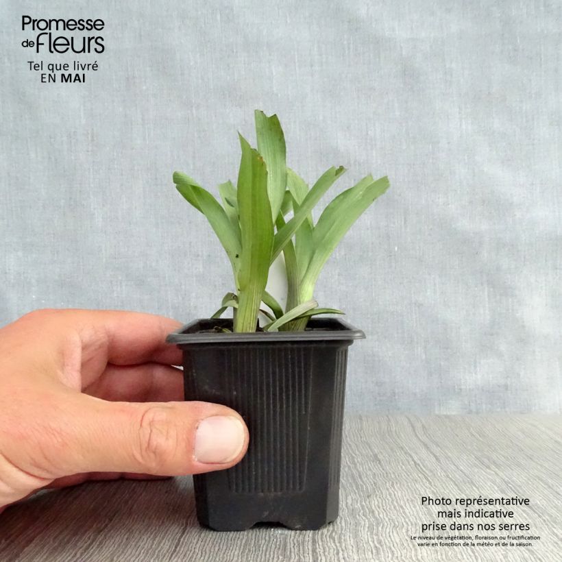 Exemplar von Tradescantia andersoniana Karminglut - Dreimasterblume Kleine Töpfe von 8/9 cm wie im Frühjahr geliefert