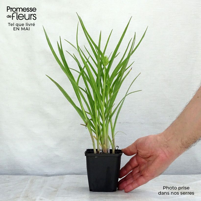 Exemplar von Tradescantia andersoniana Little Doll - Dreimasterblume Kleine Töpfe von 8/9 cm wie im Frühjahr geliefert