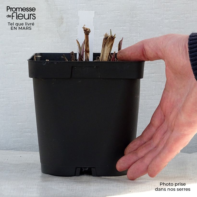 Example of Tradescantia andersoniana Osprey - Dreimasterblume Topf mit 2L/3L as you get in printemps