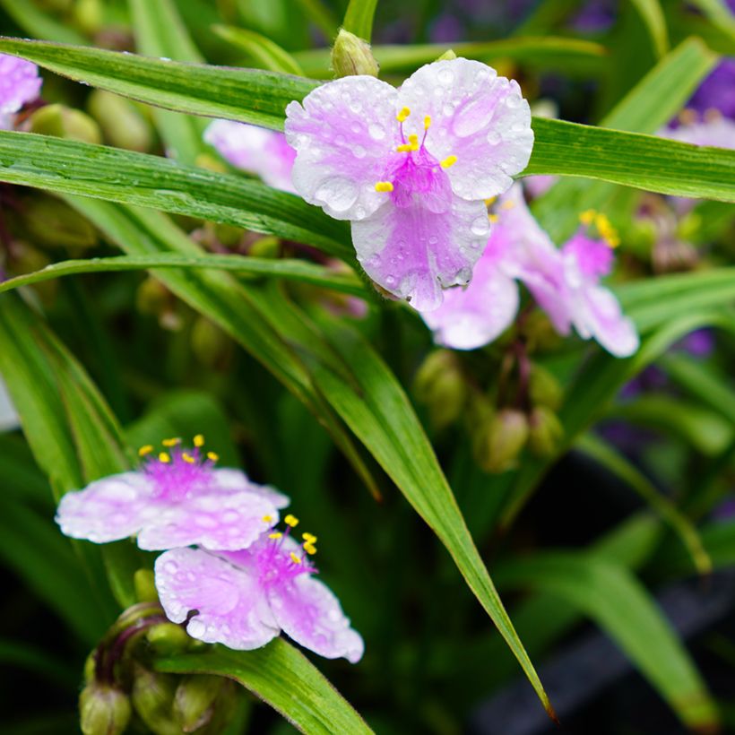Tradescantia andersoniana Pink Chablis - Dreimasterblume (Flowering)