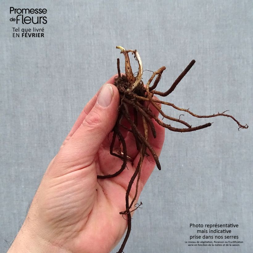 Example of Tradescantia andersoniana Pink Chablis - Dreimasterblume Wurzelnackt as you get in hiver