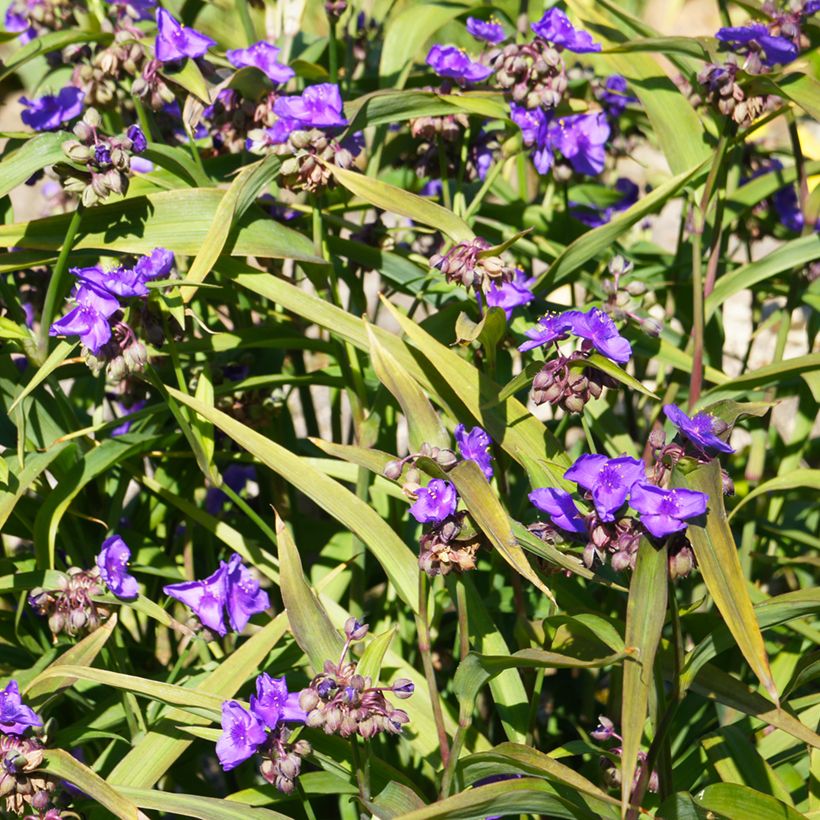 Tradescantia andersoniana Concord Grape - Dreimasterblume (Wuchs)