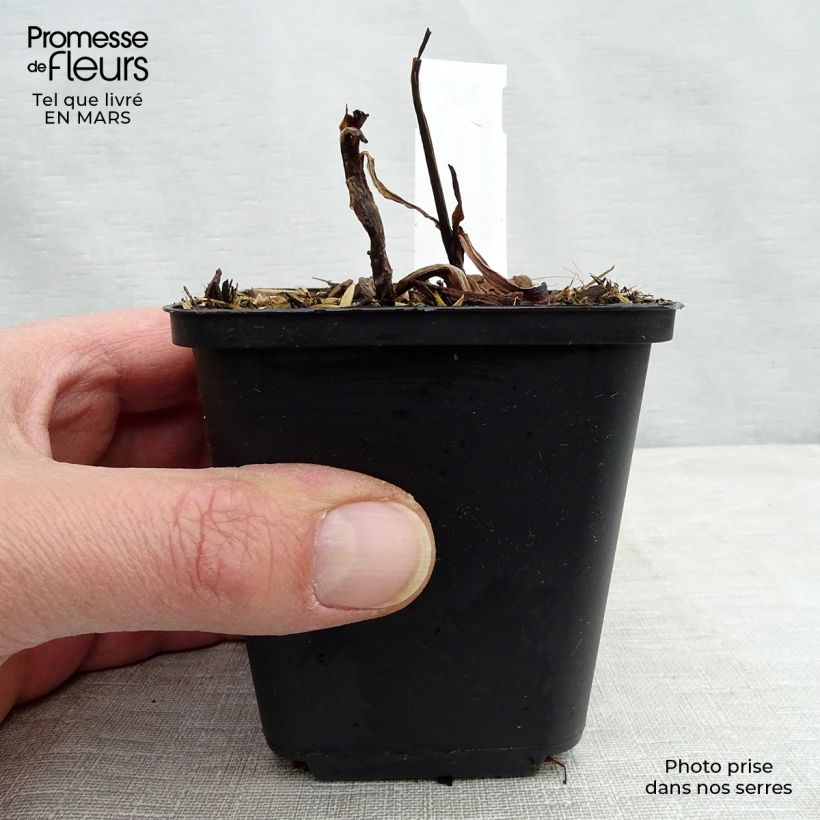 Exemplar von Tradescantia andersoniana Zwanenburg Blue - Dreimasterblume Kleine Töpfe von 8/9 cm wie im Frühjahr geliefert