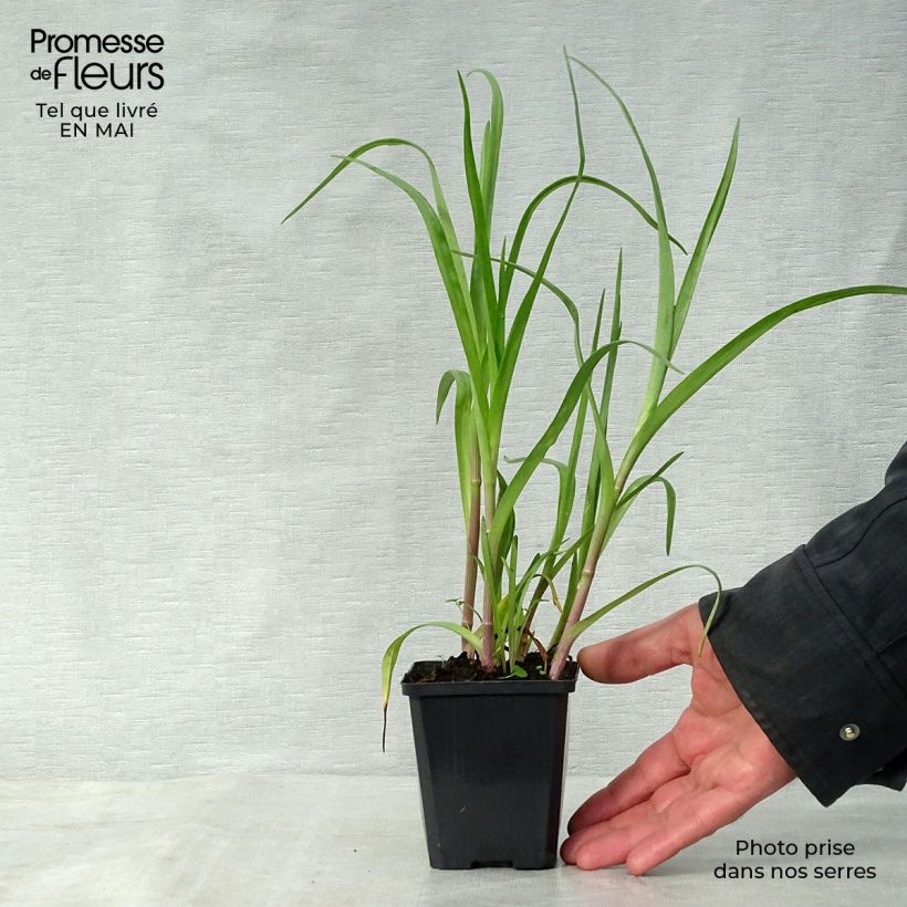 Example of Tradescantia andersoniana Innocence - Dreimasterblume Kleine Töpfe von 8/9 cm as you get in printemps