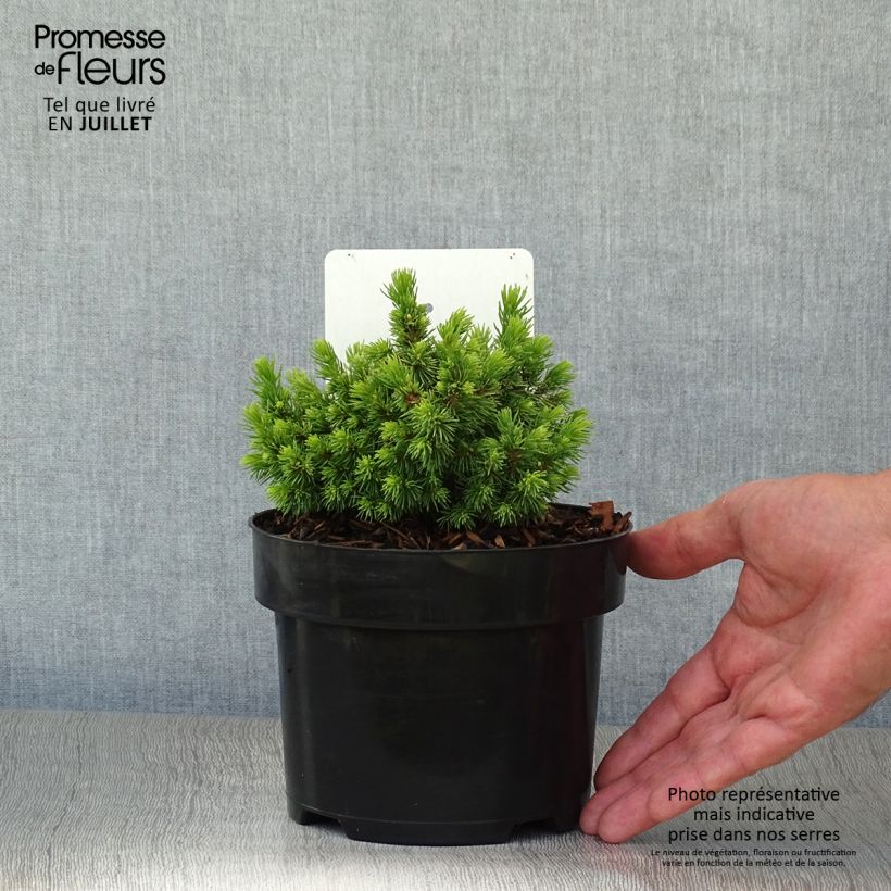 Exemplar von Picea abies Jalako Gold Topf mit 2L/3L wie im Sommer geliefert