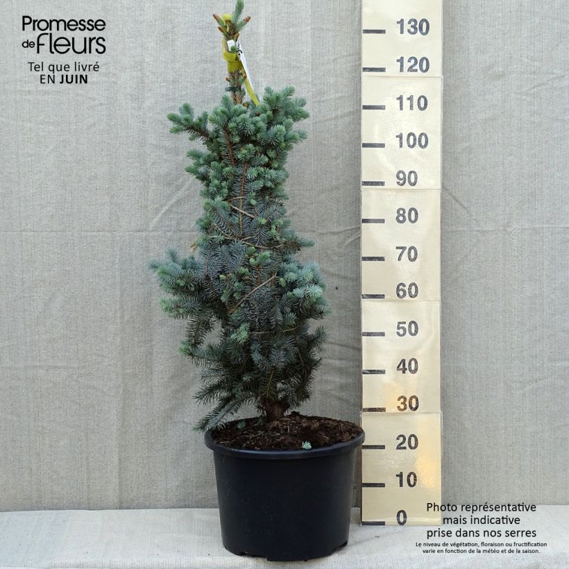Example of Picea pungens Edith Stück as you get in printemps