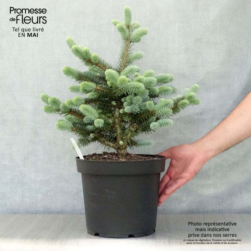 Example of Picea pungens Glauca Globosa Topf mit 4L/5L as you get in printemps