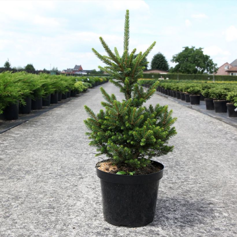 Picea abies Will's Zwerg (Wuchs)