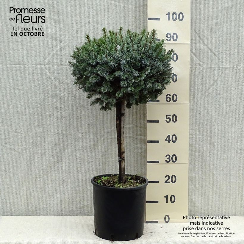Exemplar von Picea sitchensis Silberzwerg Topf mit 12L/15L, Stamm wie im Herbst geliefert