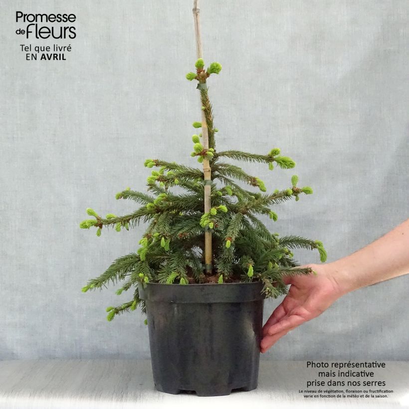 Example of Picea abies Inversa Stück as you get in printemps