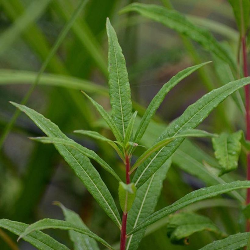 Epilobium angustifolium Stahl Rose - Schmalblättriges Weidenröschen (Foliage)