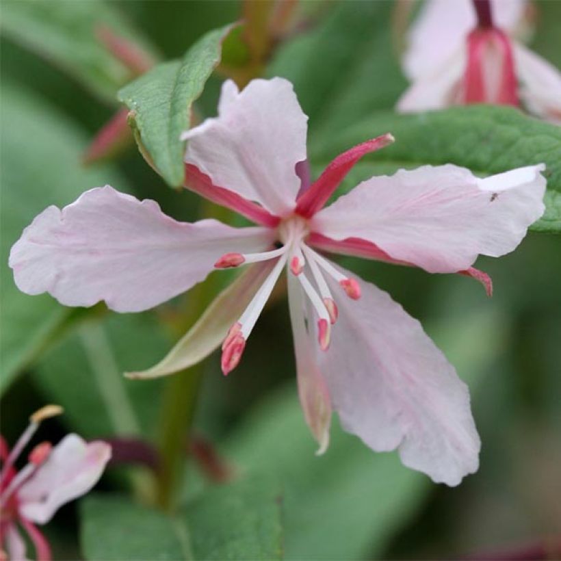 Epilobium angustifolium Stahl Rose - Schmalblättriges Weidenröschen (Flowering)