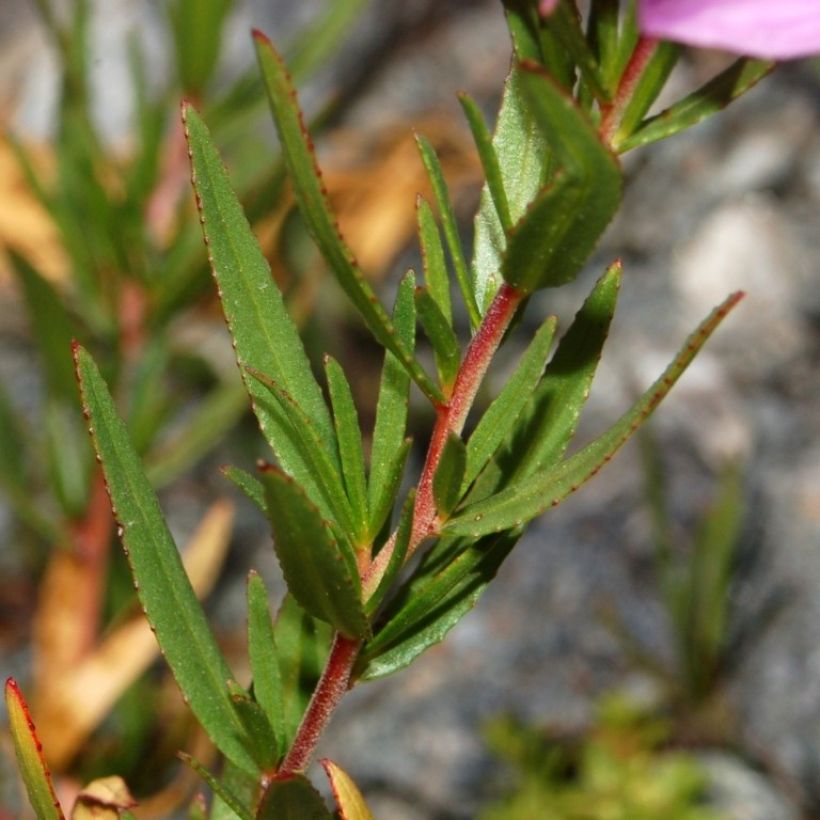 Epilobium fleischeri - Kies-Weidenröschen (Laub)