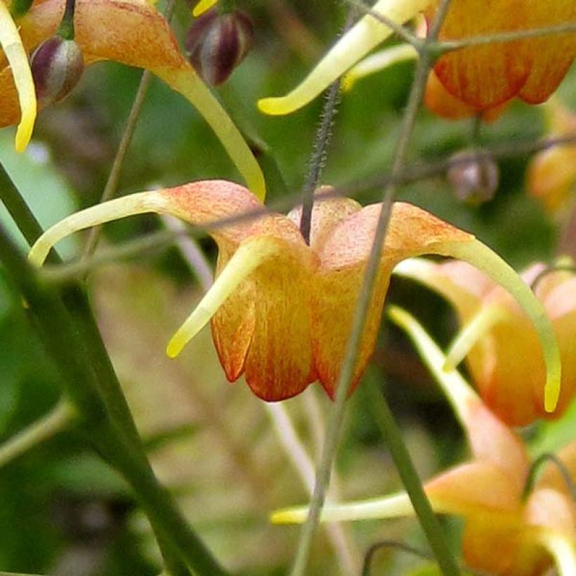 Epimedium Amber Queen - Elfenblume (Flowering)