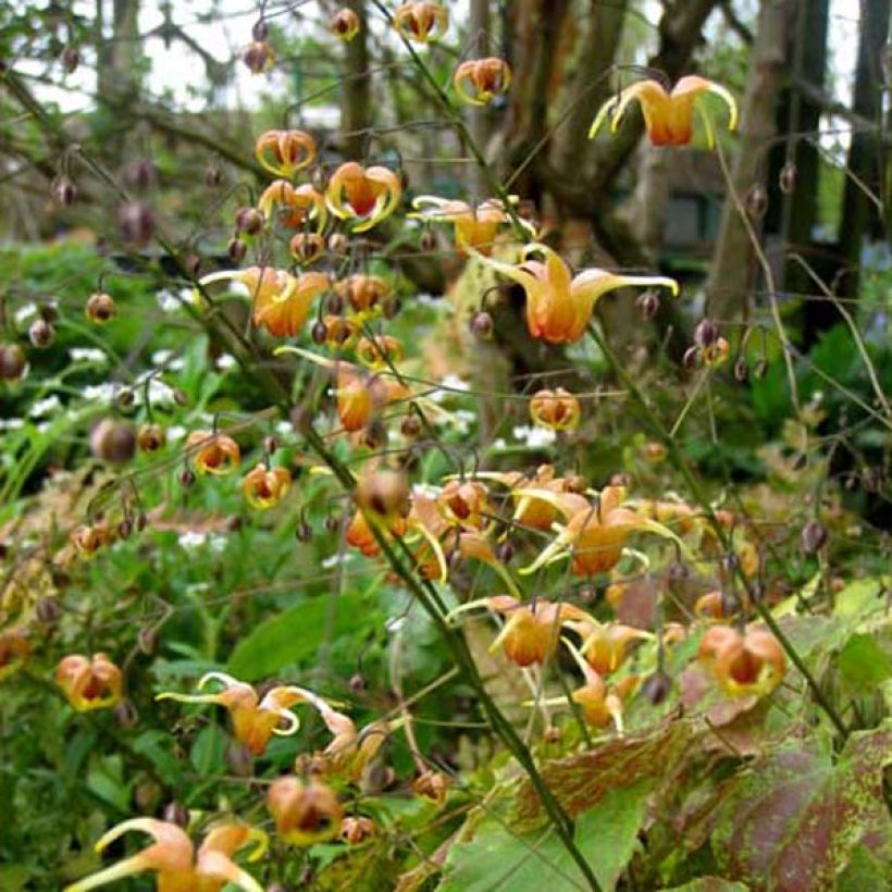 Epimedium Amber Queen - Elfenblume (Plant habit)