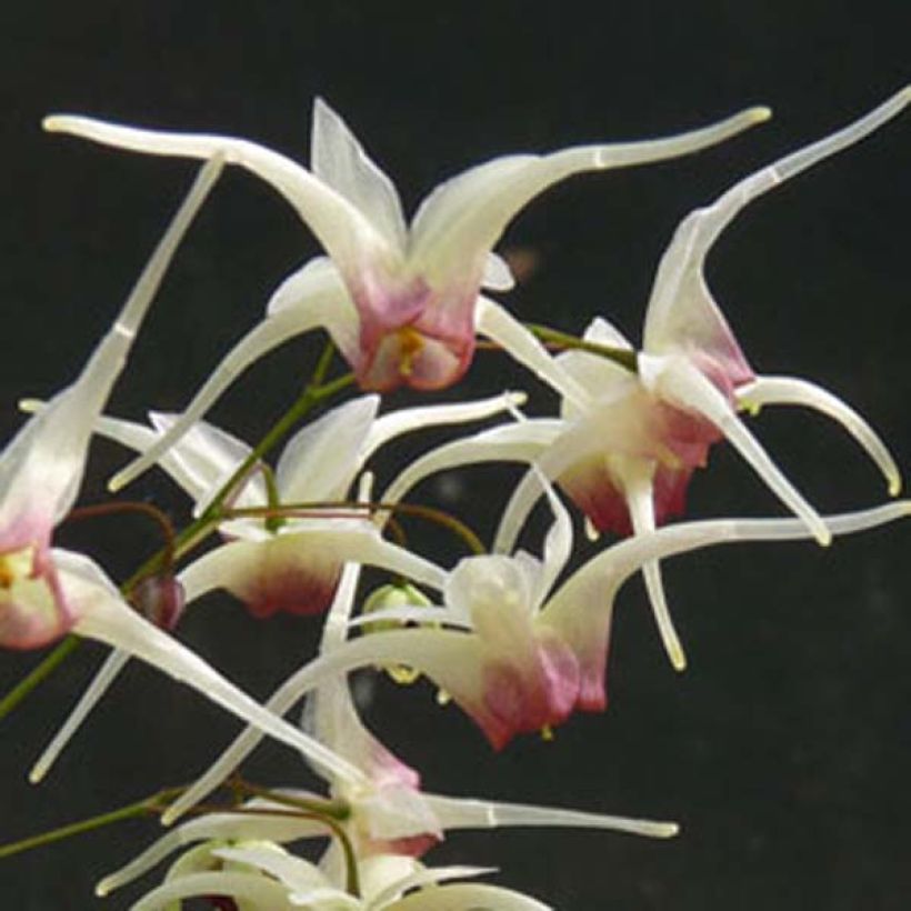 Epimedium Domino - Elfenblume (Flowering)
