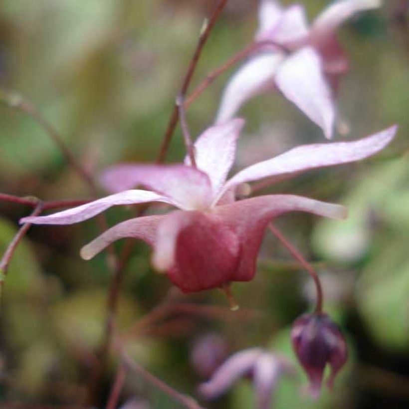 Epimedium Pink Elf - Elfenblume (Flowering)