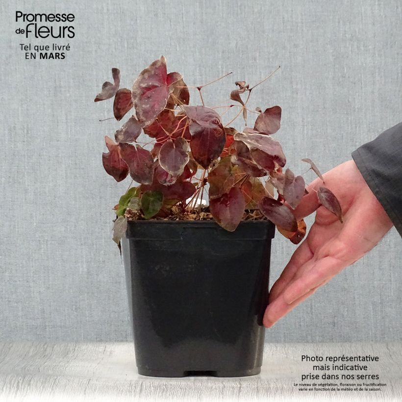 Exemplar von Epimedium acuminatum - Elfenblume Topf mit 2L/3L wie im Frühjahr geliefert