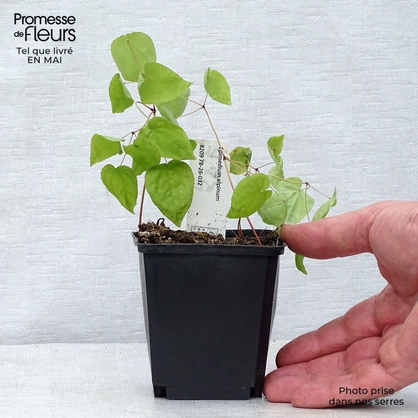 Example of Epimedium alpinum - Alpen-Sockenblume Kleine Töpfe von 8/9 cm as you get in printemps