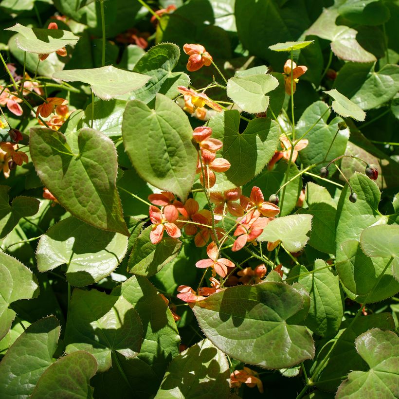 Epimedium alpinum - Alpen-Sockenblume (Plant habit)