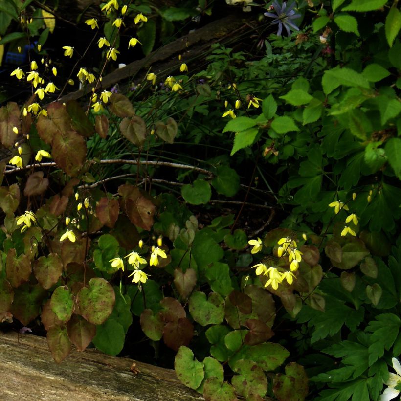 Epimedium campanulatum - Elfenblume (Wuchs)