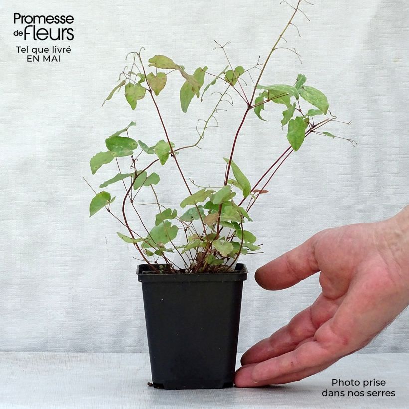 Example of Epimedium davidii - Elfenblume Kleine Töpfe von 8/9 cm as you get in printemps