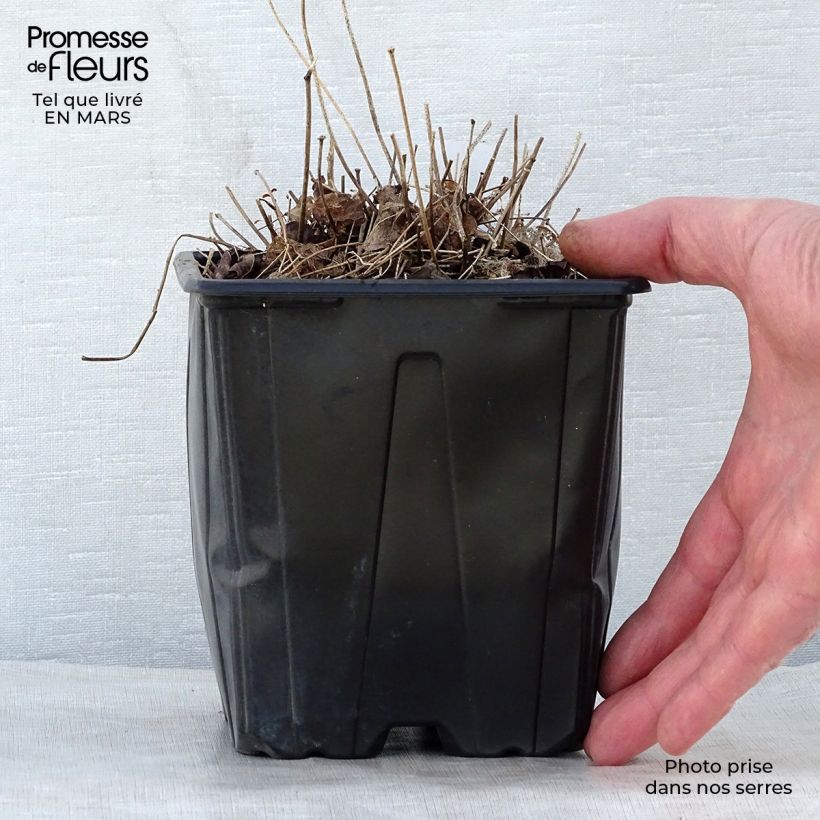 Example of Epimedium grandiflorum Lilafee - Großblumige Elfenblume Topf mit 2L/3L as you get in printemps