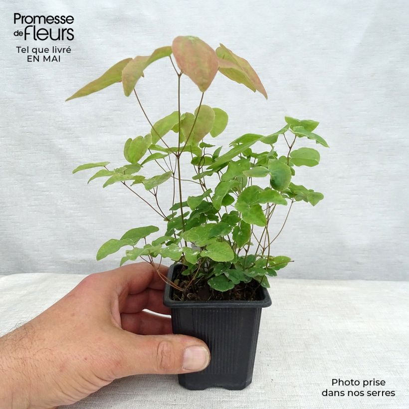 Example of Epimedium grandiflorum Lilafee - Großblumige Elfenblume Kleine Töpfe von 8/9 cm as you get in printemps