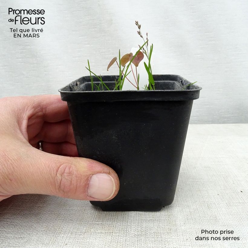 Example of Epimedium grandiflorum Purple Pixie - Großblumige Elfenblume Kleine Töpfe von 8/9 cm as you get in printemps