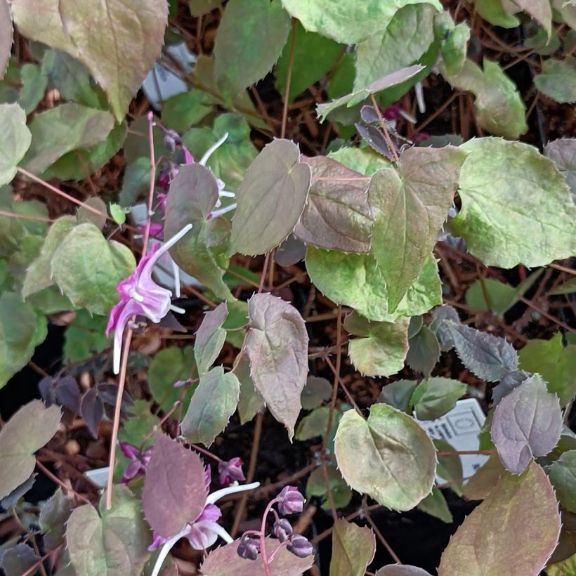 Epimedium grandiflorum Purple Pixie - Großblumige Elfenblume (Foliage)