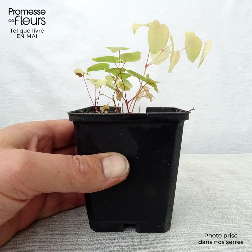 Example of Epimedium grandiflorum Red Beauty - Großblumige Elfenblume Kleine Töpfe von 8/9 cm as you get in printemps