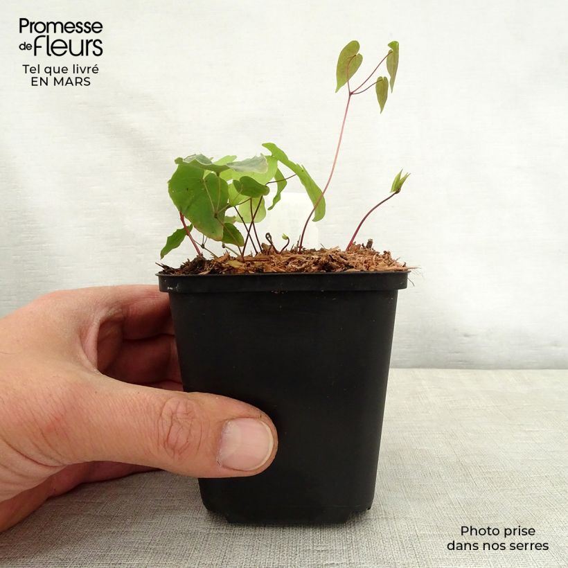 Example of Epimedium Pink Elf - Elfenblume Kleine Töpfe von 8/9 cm as you get in printemps