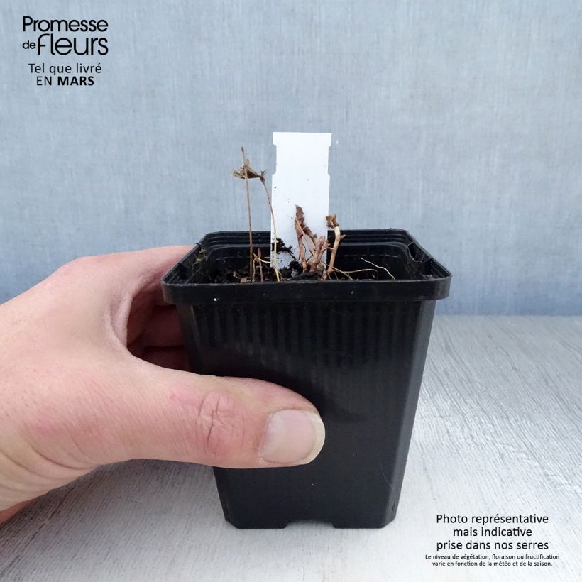 Exemplar von Epimedium leptorrhizum - Elfenblume Kleine Töpfe von 8/9 cm wie im Frühjahr geliefert