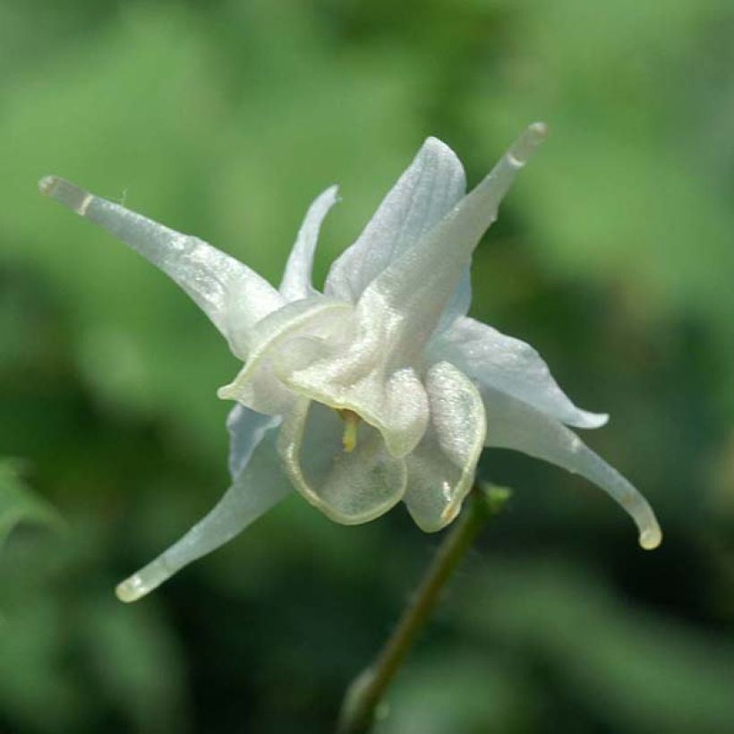 Epimedium pauciflorum - Elfenblume (Blüte)