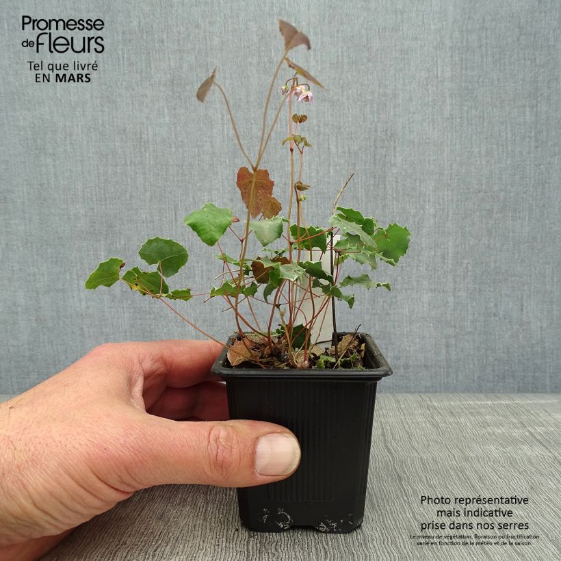 Exemplar von Epimedium pauciflorum - Elfenblume Kleine Töpfe von 8/9 cm wie im Frühjahr geliefert