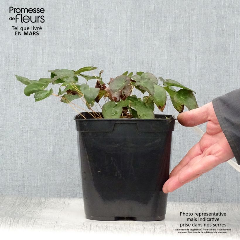 Exemplar von Epimedium perralchicum Fröhnleiten - Elfenblume Topf mit 2L/3L wie im Frühjahr geliefert