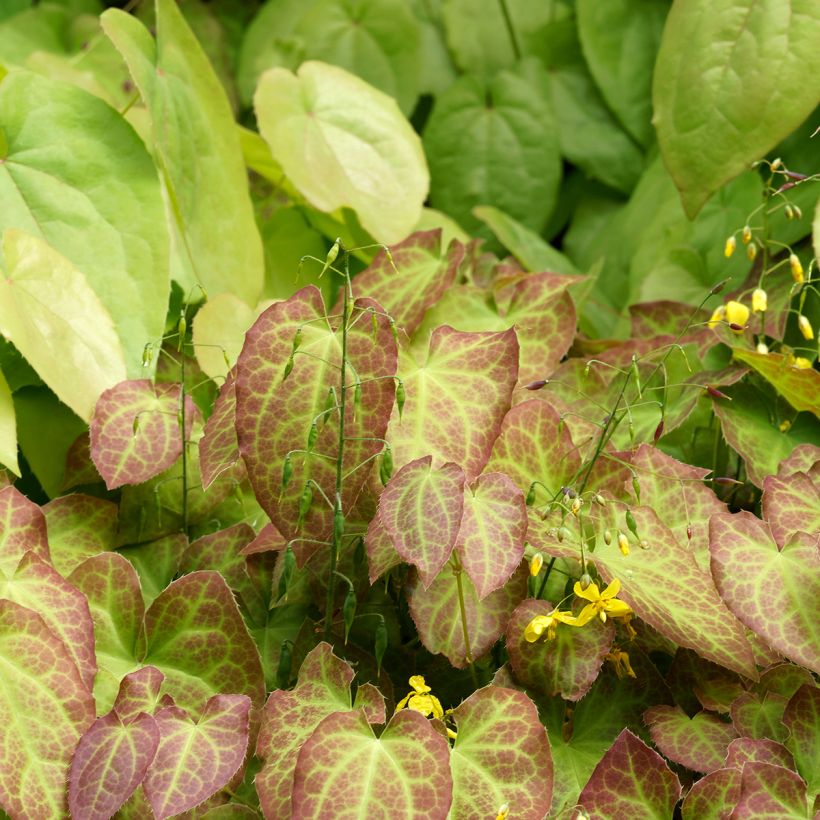 Epimedium perralchicum Fröhnleiten - Elfenblume (Wuchs)