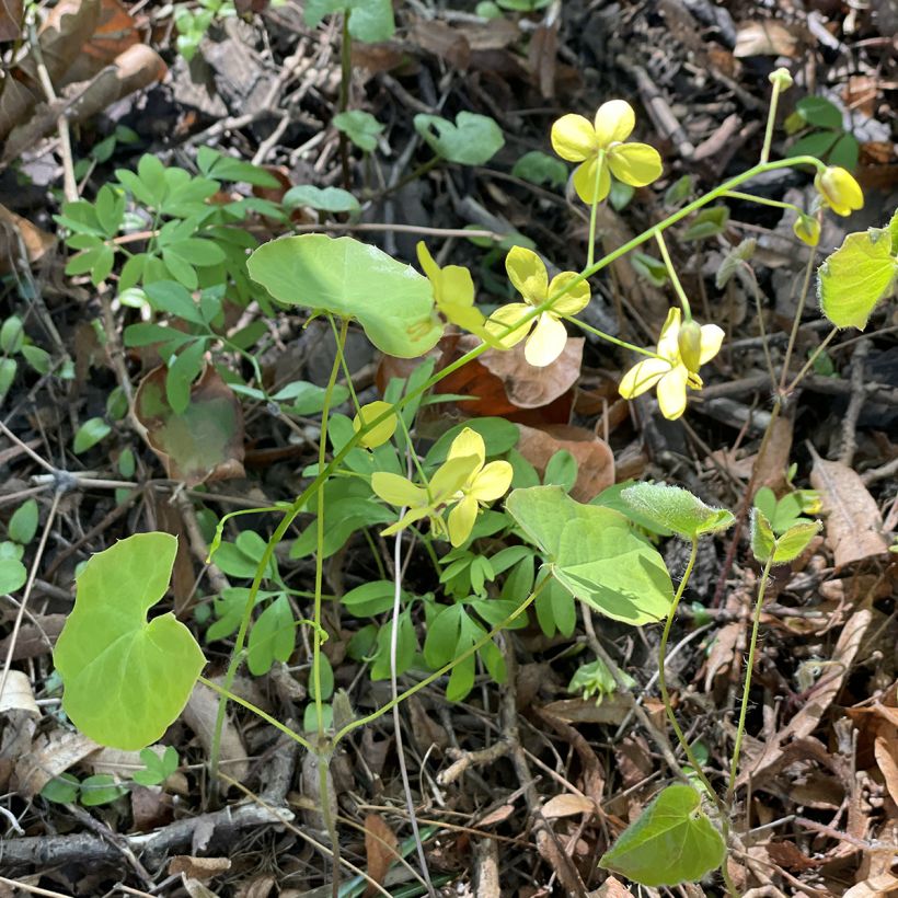 Epimedium perralderianum - Elfenblume (Plant habit)