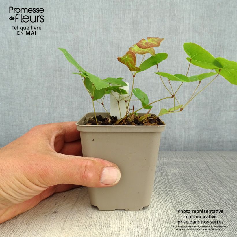 Example of Epimedium pinnatum subsp. colchicum Black Sea - Kolchische Elfenblume Kleine Töpfe von 8/9 cm as you get in printemps