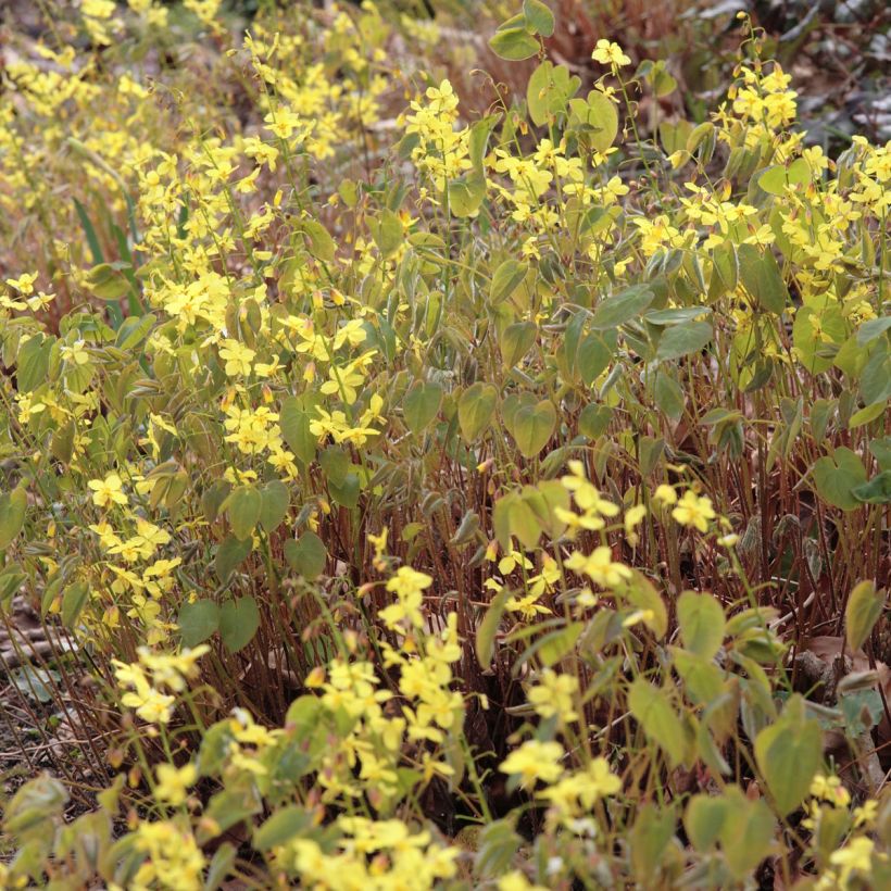 Epimedium pinnatum subsp. colchicum - Kolchische Elfenblume (Flowering)