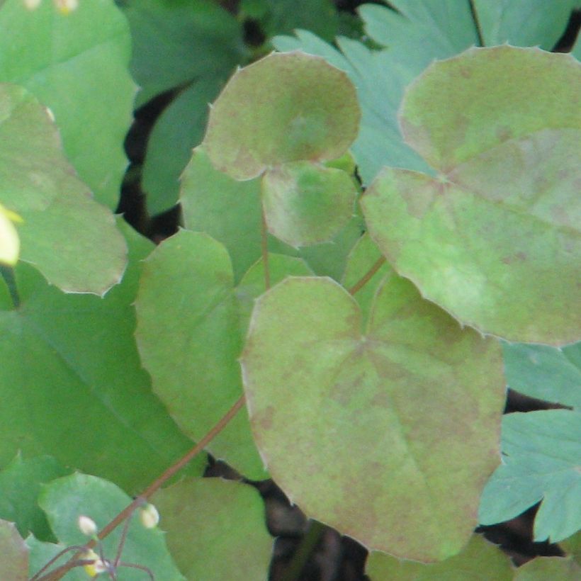 Epimedium platypetalum - Elfenblume (Laub)