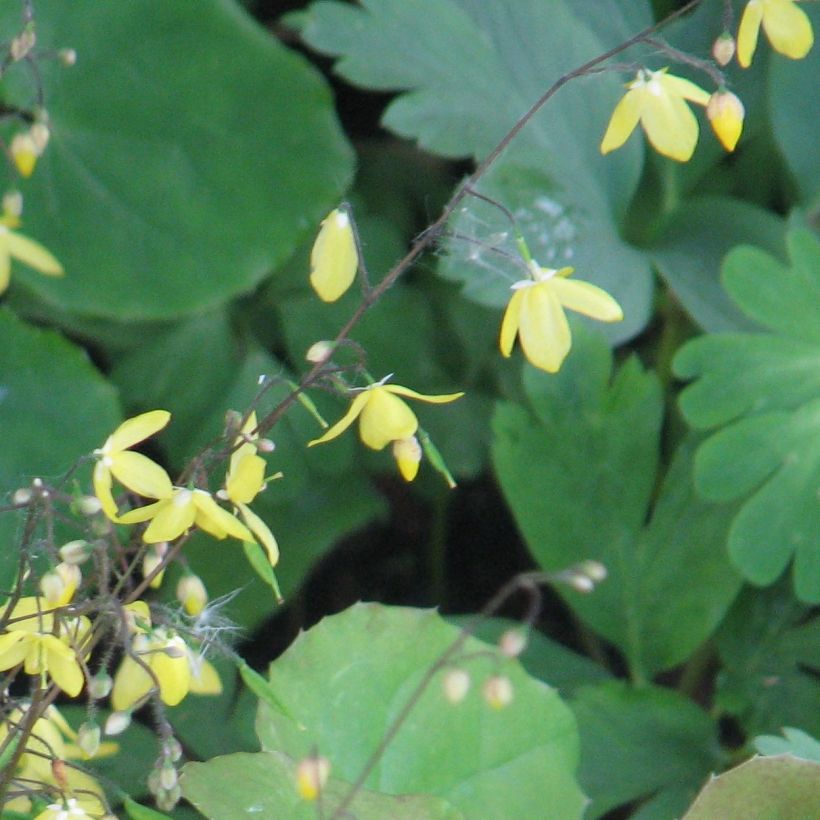 Epimedium platypetalum - Elfenblume (Blüte)