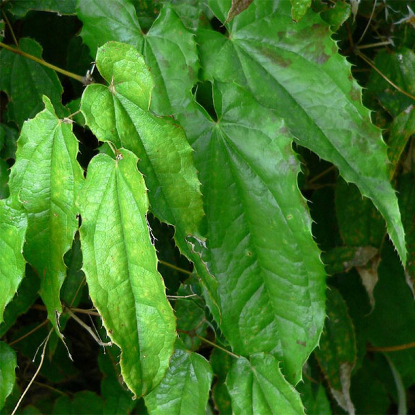 Epimedium pubescens - Flaumhaarige Elfenblume (Laub)