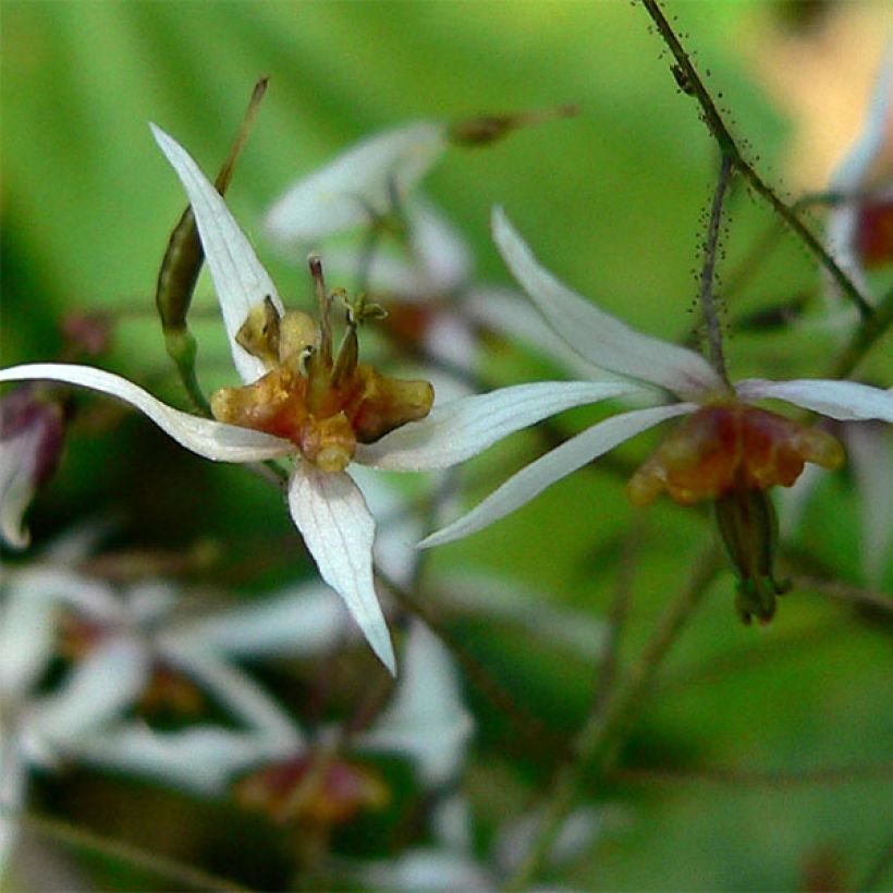 Epimedium pubescens - Flaumhaarige Elfenblume (Blüte)