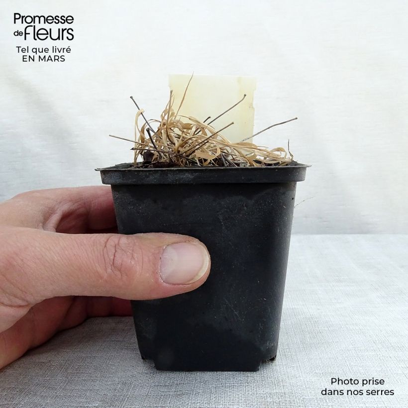 Example of Epimedium rubrum - Rote Elfenblume Kleine Töpfe von 8/9 cm as you get in printemps