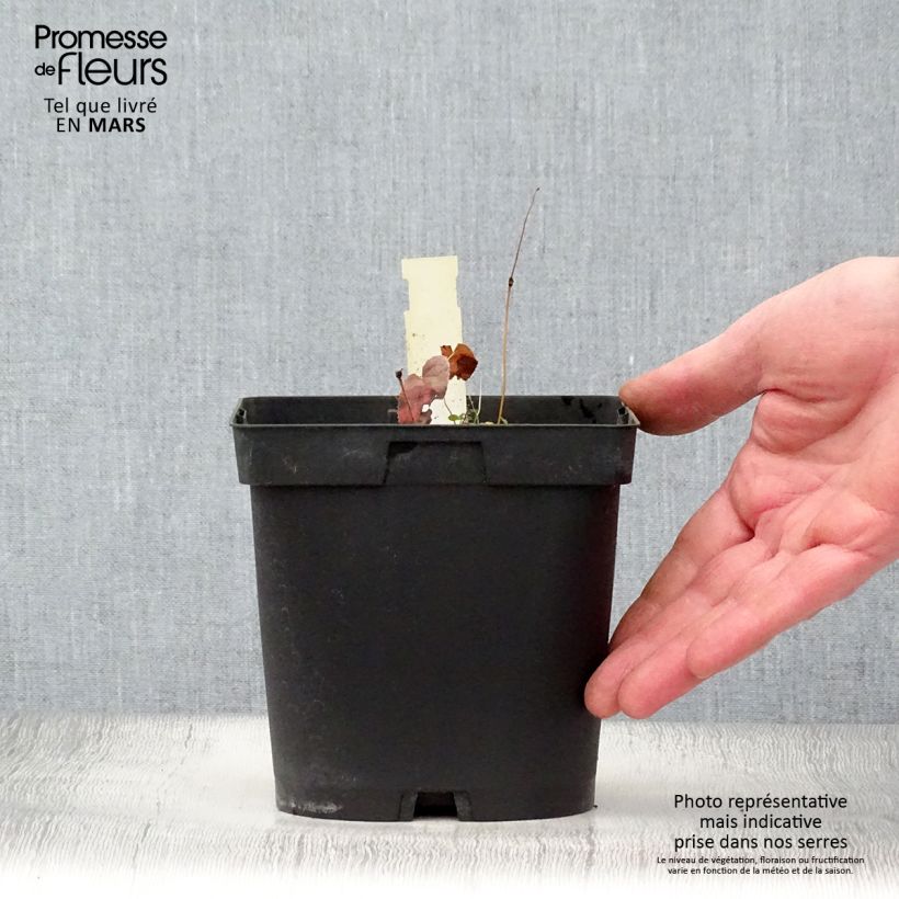 Example of Epimedium rubrum - Rote Elfenblume Topf mit 2L/3L as you get in printemps