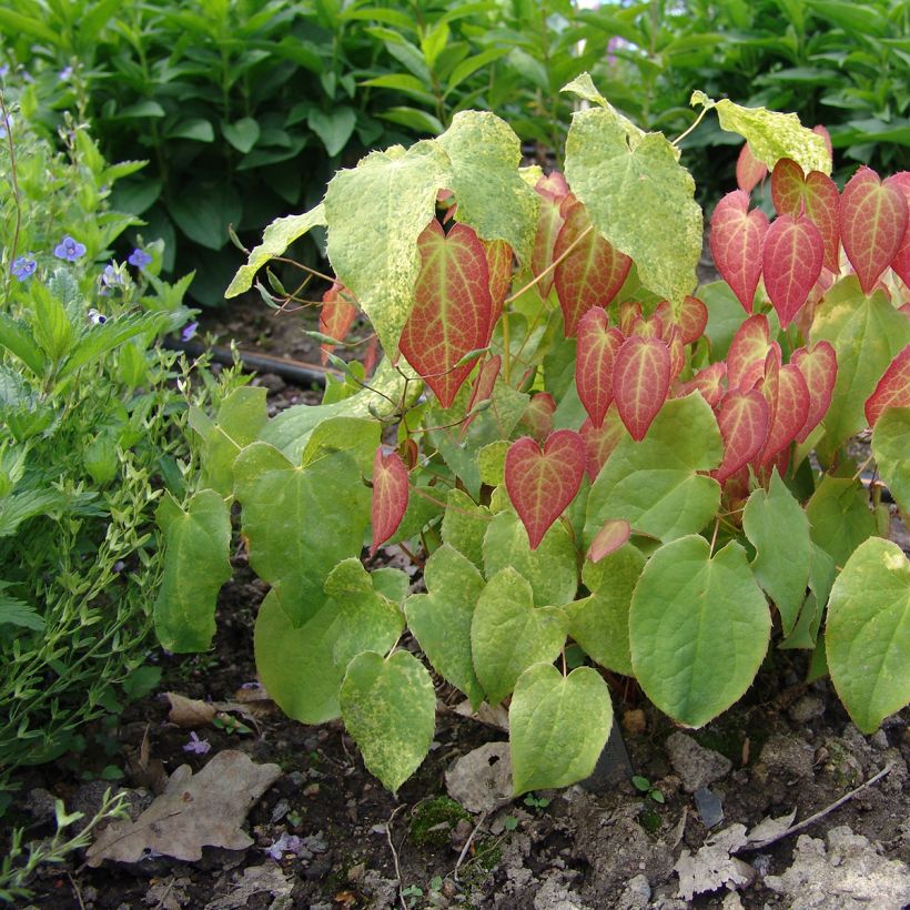 Epimedium rubrum - Rote Elfenblume (Plant habit)