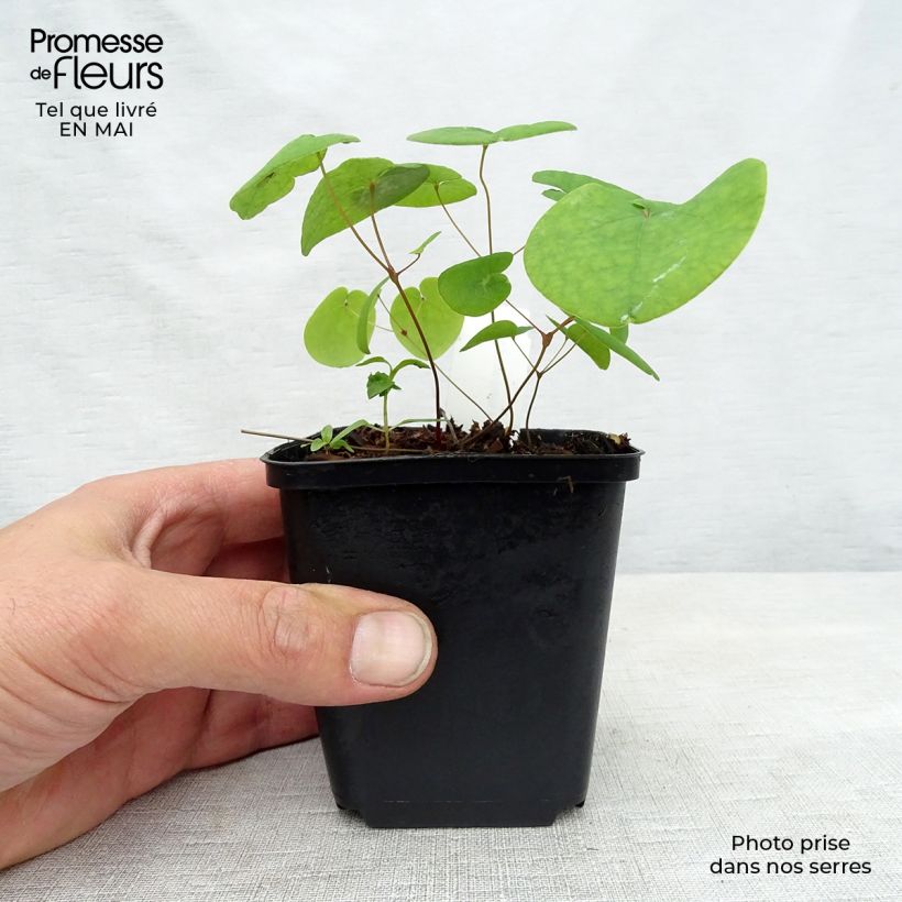 Exemplar von Epimedium rubrum Galadriel - Rote Elfenblume Kleine Töpfe von 8/9 cm wie im Frühjahr geliefert