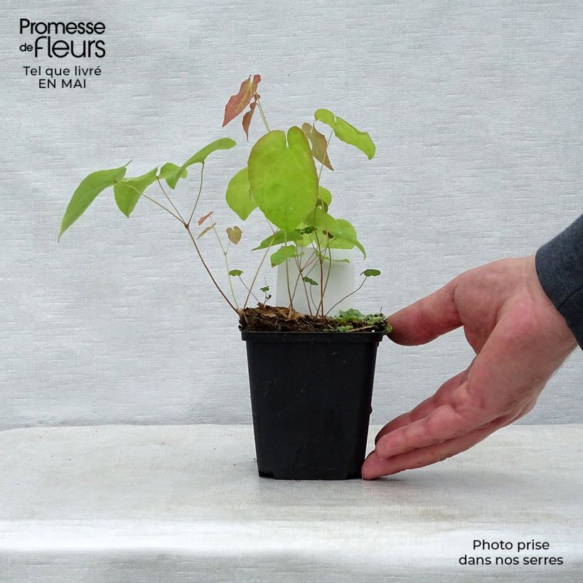 Exemplar von Epimedium warleyense Ellen willmott - Warley-Elfenblume Kleine Töpfe von 8/9 cm wie im Frühjahr geliefert